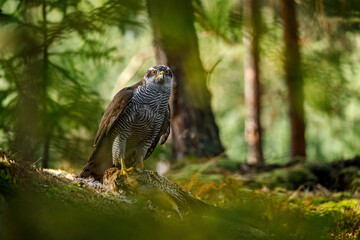 Hunter with caught prey. Northern goshawk, Accipiter gentilis, perched on mossy stone in green...