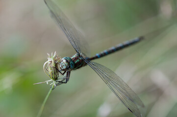 close up of a dragonfly