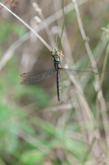 dragonfly on grass - top view