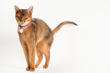 An Abyssinian Cat Stretches and Prepares to Yawn
