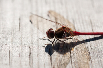 close up of a dragonfly - libellulidae (Sympetrum vicinum?)