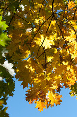 oak leaves in autumn