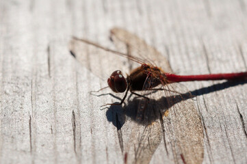 dragonfly - libellulidae (Sympetrum vicinum?) close up
