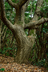 ダンスをする木