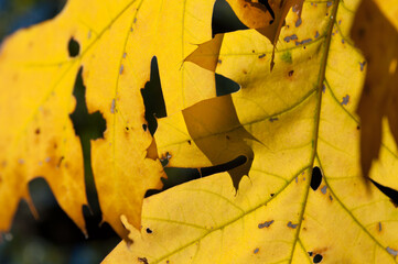 yellow oak leaves (backlit by the sun)