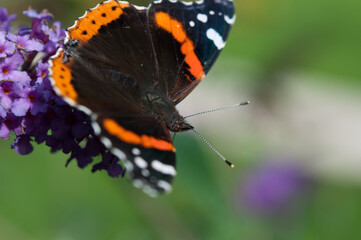 red admiral butterfly on a flower - top view
