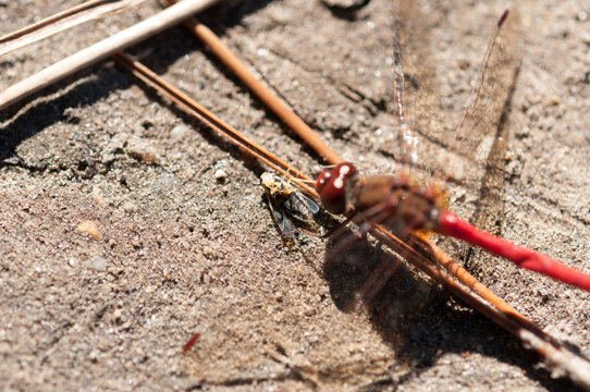 dragonfly - libellulidae (Sympetrum vicinum?) with dead bug