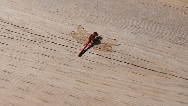 dragonfly - libellulidae (Sympetrum vicinum?) on wooden plank