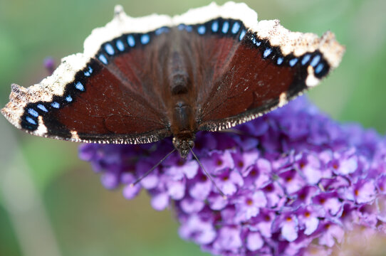 Nymphalis antiopa (mourning cloak or Camberwell beauty) on a purple flower - top view