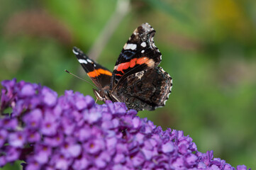 red admiral butterfly on a flower probing for nectar
