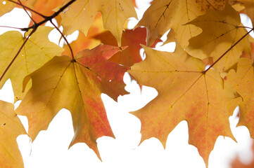 Naklejka na ściany i meble autumn maple leaves on a light background
