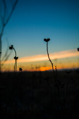 sunset over the field