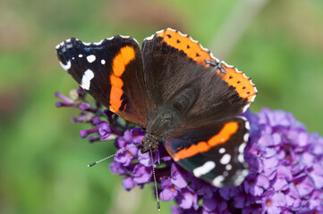red admiral butterfly on a flower - top view