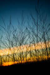 silhouette of small trees