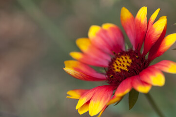 Gaillardia or blanket flower close up