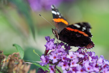 red admiral butterfly on a flower probing for nectar