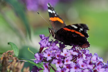 red admiral butterfly on a flower probing for nectar