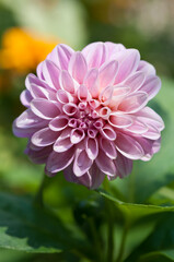 Fototapeta premium pink dahlia flower isolated on a bokeh background