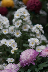 chrysanthemums background