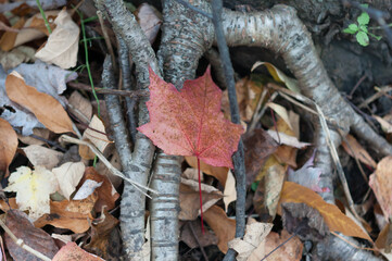 leaves, branches, roots