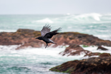 Raven in Flight Over the Ocean