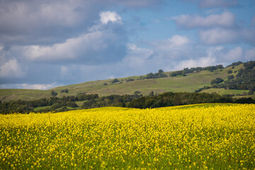 Hills of Petaluma with Yellow Flowers Blooming