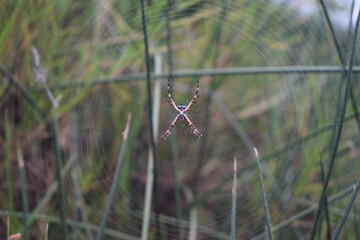 Araña