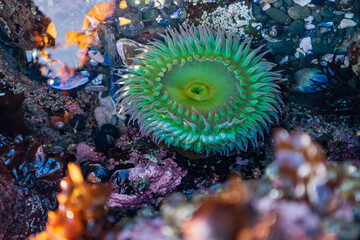 Green Sea Anemone in a Tidal Pool in Northern California - Powered by Adobe
