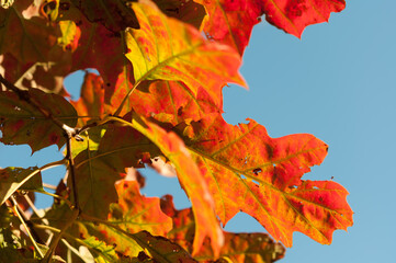 Fototapeta na wymiar autumn oak leaves on blue sky