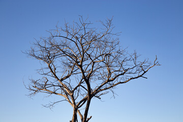Dry, dead tree standing alone against a background of blue sky