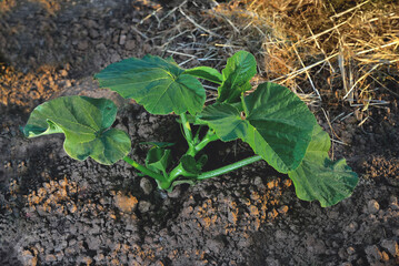 Pumpkin plants, young green pumpkin plants in the beds lit by the sun