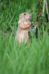 A Prairie Dog Pauses from Eating Fresh Grass to Look at Me