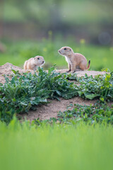 Young Prairie Dogs Being Curious as to What Lives Above Ground