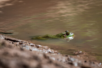 A Very Loud Green Frog in a Temporary Pond in the Desert of Southern Utah