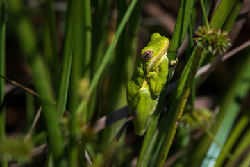 A Green Tree Frog on Grass in Texas on a Sunny Day