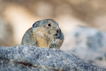 A Very Cold Pika Waiting for the Sun After Sunrise in the Mountains of Colorado