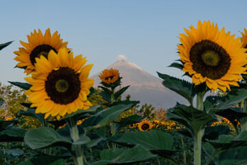 volcano popocatepetl over a Field of Sunflowers