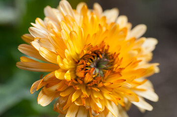 fancy orange yellow chrysanthemum close up at the local conservatory