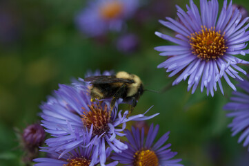 bumblebee on blue asters