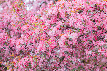 Sakura blossom close up. Spring flowering of fruit trees in the garden. Floral pink background.