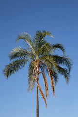 Fototapeta na wymiar Isolated palm tree on a blue sky background