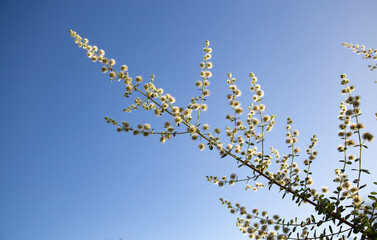 Branch of white wild flowers from the Brazilian cerrado biome on a background of blue sky