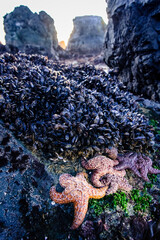 Starfish and Mussels Cling to a Rock at Low Tide in Northern California