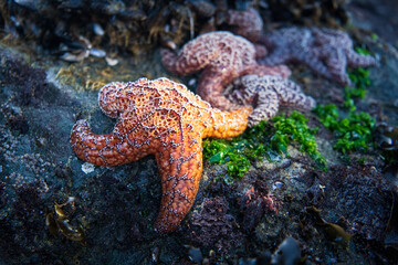 Close-up of Starfish clinging to a Rock Along the Coast of Northern California