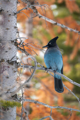 A Male Steller's Jay Perched on a Tree in Winter in Rocky Mountain National Park in Colorado