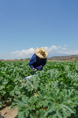Latin woman harvesting zucchini in mexico