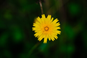 Dandelion in New Zealand paddock