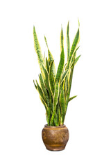 Tropical plant sansevieria trifasciata, also known as 