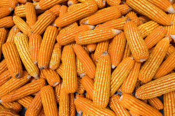 Beautiful Ripe yellow corn. Corn and Grain Handling or Harvesting Terminal.