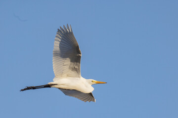 Intermediate or Plumed Egret in Queensland Australia